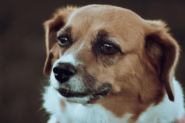 Top fish varieties for uk ponds: boost your local ecosystem with these ideal selections