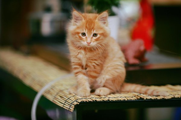 Enhance your indoor cat"s natural hunting abilities: proven strategies for better health and joy