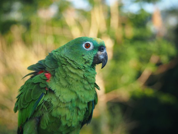 Top tips for preventing and healing saddle sores in shetland ponies: a comprehensive guide